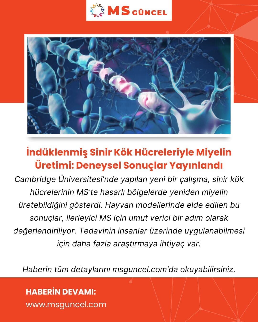 İndüklenmiş Sinir Kök Hücreleriyle Miyelin Üretimi: Deneysel Sonuçlar Yayınlandı